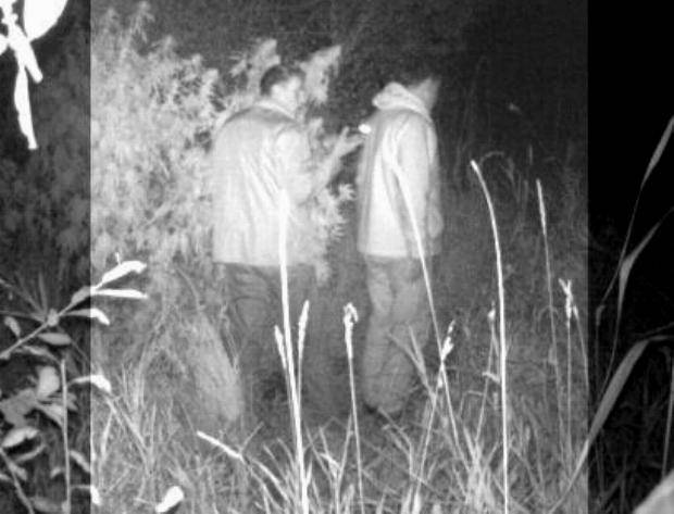 Marihuana, Hanfpflanzenfeld, Pfaffenhauser Moos