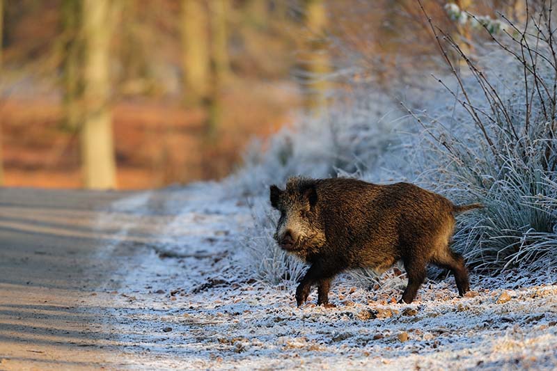 Wildschwein in Winterlandschaft
