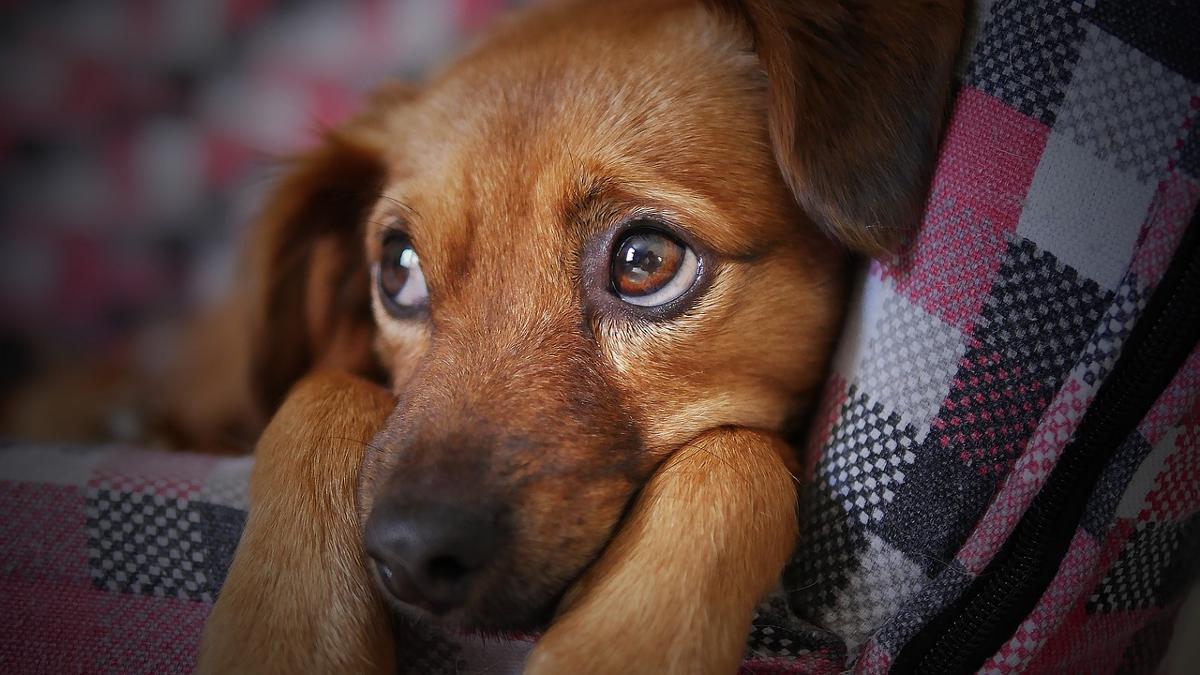 Hund Hündchen