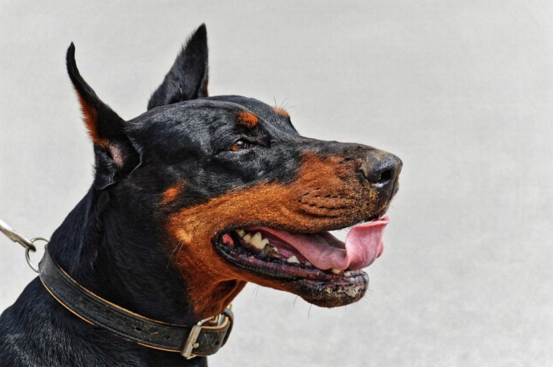 Dobermann