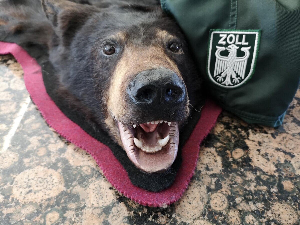 Zollamt Memmingen Entdeckt Vier Geschutzte Barenfelle
