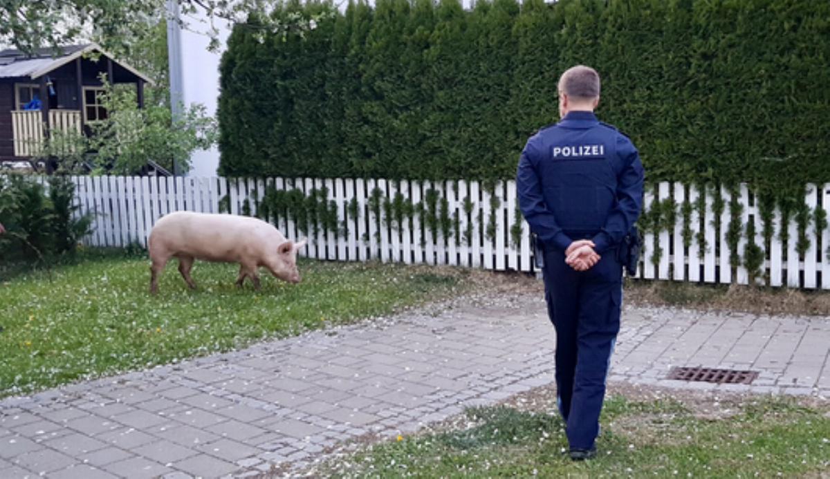Schwein Buxheim Polizei Memmingen