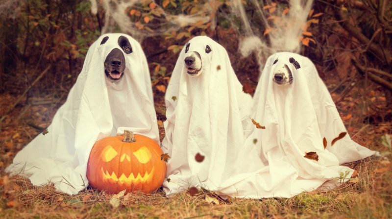 Halloween Hund