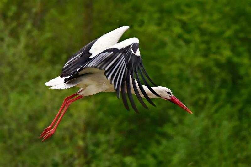 Storch