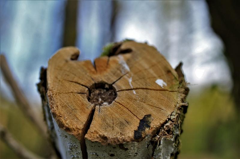 Baum im Wald