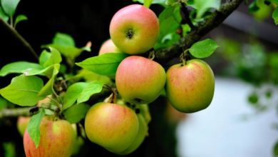 Obst Apfel Apfelbaum