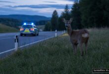 KI-generiertes Symbolfoto zu Drogenfund bei Polizeikontrolle bei A93, Parkplatz Bärenholz West bei Rehau, Landkreis Hof